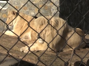 Посебни кавези, правила храњења, мреже... Није свака животиња за љубимца