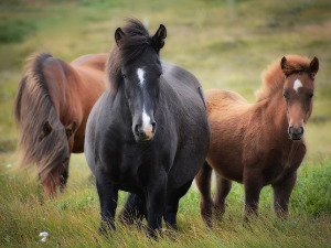 1001 Траг - Лакше, лакше мој коњићу - Звонко Богдан 
