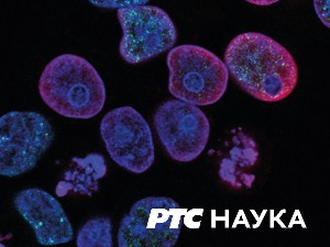 У потрази за натчовеком:  Суштина је у детаљима