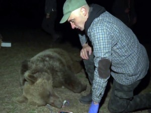 Шта нам о доласку пролећа поручују медведи са Златибора и Таре