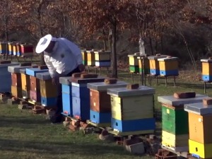 Кошнице се буде – какви су губици и очекивања пчелара