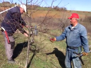  Воћари наставили резидбу од које зависе род и квалитет воћа