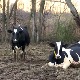 Kраве на фарми код Таванкута спавају на воденим креветима,  а имају и турпију за папке