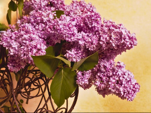  1001 Траг - Разгранала грана јоргована - Јордан Николић 