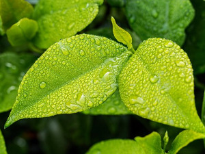  1001 Траг - Киша пада мори Цоне - Бранимир Стошић 