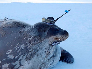 Фоке постале поларни истраживачи