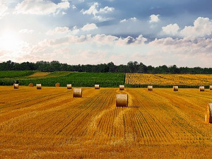 Скок цена пшенице, кукуруза и соје -  како ће се Србија изборити са поскупљењима?