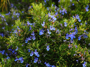  1001 Траг - Рузмарин - Мерима Његомир 