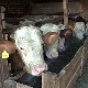 Сточари из београдских општина могу да рачунају на већу подршку из градске касе