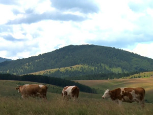  1001 Траг - Златиборе висока планино - Ера Ојданић 