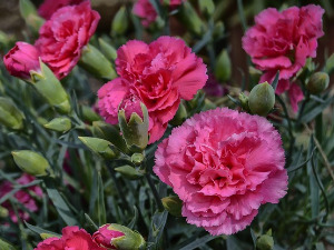  1001 Траг - Благо теби цвијет каранфиле - Мирко Рондовић 