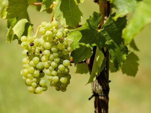  1001 Траг - Зри тамјаника, зри - Мира Васиљевић 