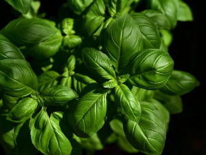  1001 Траг - Чај горо лане моје - Тома Ђорђевић 