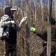  Почели пролећни радови у малињацима ариљског краја