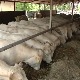 Како повећати извоз јунади?
