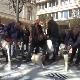 Шабац: Пољопривредници просипају млеко због ниске откупне цене и скупе сточне хране