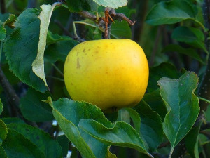 Од злата јабука