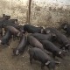 Јагодина: Расте бројност моравке, некада угрожене расе свиња