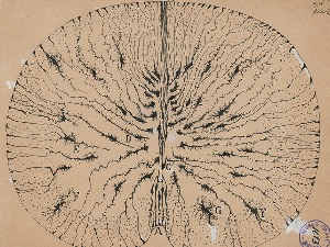 Како је научник-уметник променио наш поглед на мозак