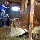  Шта мучи домаће произвођаче млека?
