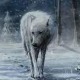 О хромом вуку