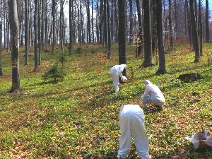 Снага сремуша је научно доказана, али и тржишно показана