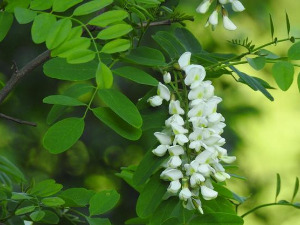  1001 Траг - Бели багрем - Оливера Марковић 