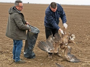 Белорепан, мишари, еје мочварице – поново откривене отроване птице