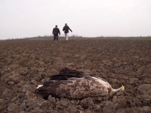 Масовно тровање птица код Бачког Петровца вероватно изазвано бојним отровом, фурaданом