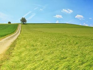  1001 Траг - Три ливаде - Миљко Витезовић 