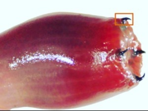 Крвави морски црви са бакарним очњацима