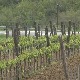 Обнова неготинског виногорја