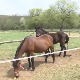 Власинска висораван, прибежиште за аутохтону расу коња 
