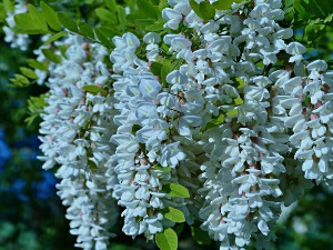  1001 Траг - Бели багрем - Оливера Марковић 