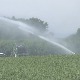 Мајској суши одолева сунцокрет, ратари принуђени да заливају усеве 