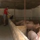 Како да узгој прасади и тов свиња буду исплативи?