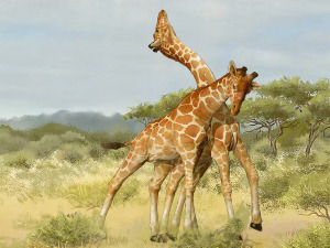 Поново се разбуктала научна дебата зашто жирафе имају дуг врат