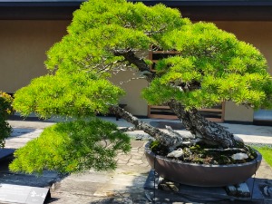  Бонсаи – отелотворење истине о природи и испит људског карактера