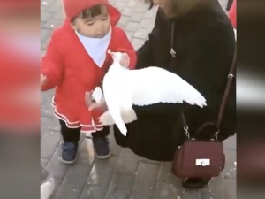 Црвена линија