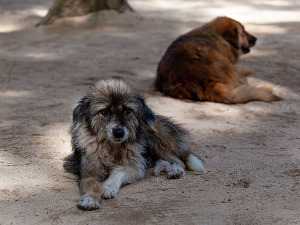 Како до одштете после уједа пса?