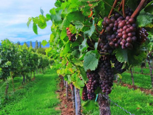  1001 Траг - Из Вршца стиже глас - ТО Вариус 