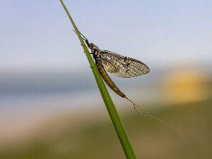 Необично парење инсеката у роју - нови налази истраживача у Кини