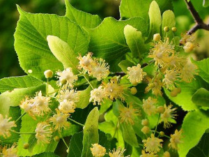  1001 Траг - Хвалила се липа код багрема - Цветомир Цвеле Радовановић 