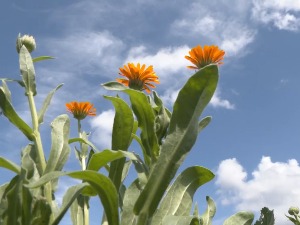 Како је спој истарског камена и банатске земље довео до узгоја лековитих биљака