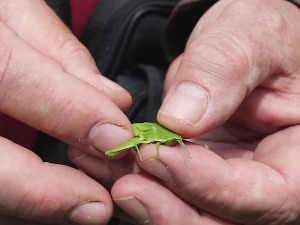 Вижљасти и црвених крила којима не лете – Панчићев скакавац је светски раритет са Таре