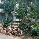 Олујни ветар обарао дрвеће у Врању