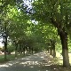 Крените на  „Панонски сафари“ у Бело Блато, место где почива Атила Бич Божји 