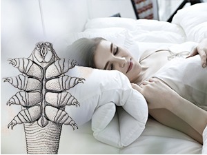 Ми смо им домаћини, ноћу се паре на нашем лицу, а њихов измет има посебну функцију