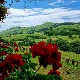 Фотографија Златибора овонедељни победник конкурса "Наша  најлепша Србија"