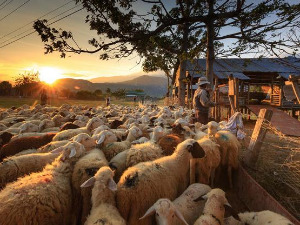  1001 Траг - Чобан тера овчице - Јасна Кочијашевић 